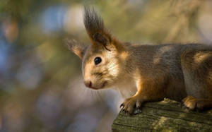 Cute Red Squirrel Animal Wallpaper