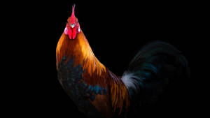 Cute Rooster In Black Wallpaper