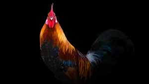 Cute Rooster In Black Wallpaper