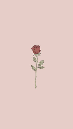 Cute Rose Aesthetic Phone Wallpaper