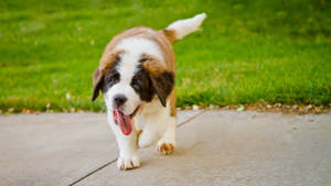 Cute Saint Bernard Puppy 1080p Hd Desktop Wallpaper