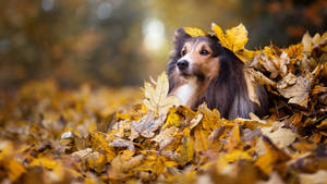 Cute Shetland Sheepdog In Autumn Leaves Wallpaper