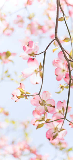 Cute Spring On Branches Iphone Wallpaper