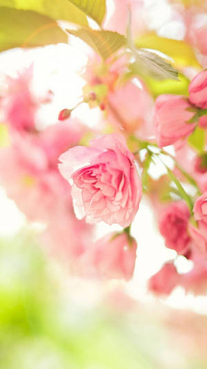 Cute Spring Phone Pink Flowers Wallpaper