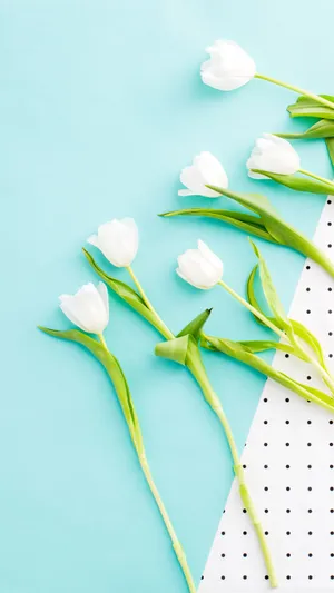 Cute Spring Phone White Tulips Wallpaper