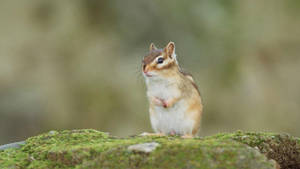 Cute Squirrel On Rock Wallpaper