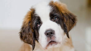 Cute St. Bernard Puppy Wallpaper