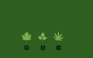 Cute Stoner Iphone Theme Wallpaper