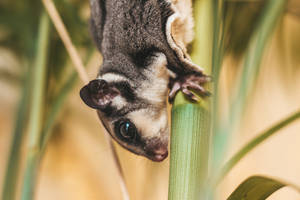 Cute Sugar Glider On Bamboo Wallpaper