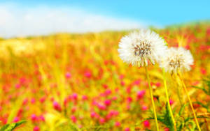 Cute Summer Pic Of Dandelions Wallpaper