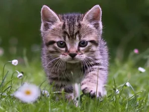 Cute Tabby Cat Lounging On A Cozy Sofa Wallpaper