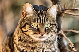 Cute Tabby Cat Resting On A Wooden Floor Wallpaper