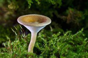 Cute Tall Mushroom On Green Moss Wallpaper