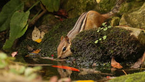 Cute Tiny Chipmunk Drinking Water Wallpaper