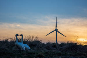 Cute Valentine's Day Love Swan Wallpaper