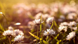 Cute Vintage Flowers In Field Wallpaper