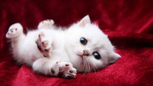 Cute White Cat Wallpaper