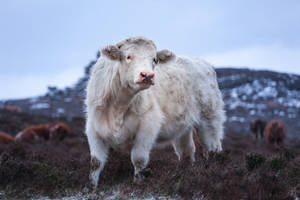 Cute White Cow On Snowy Mountain Wallpaper