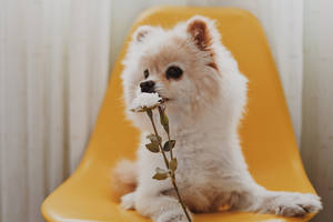 Cute White Pomeranian With Flower Wallpaper