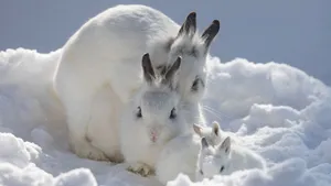 Cute White Rabbit Family Wallpaper