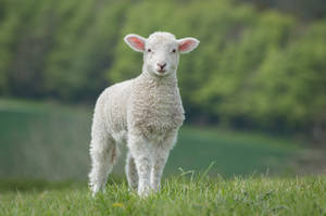 Cute White Sheep Wallpaper