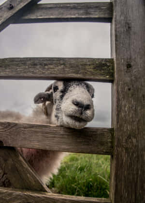 Cute White Sheep Intrigued Wallpaper