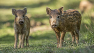 Cute Wild Boar Farrows Wallpaper