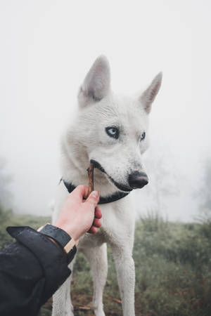 Cute Wolf Play-biting Wooden Stick Wallpaper