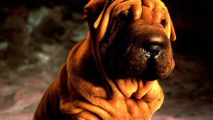 Cute Wrinkly Shar Pei Dog Wallpaper