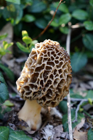 Cute Yellow Morel Mushroom Growing Wallpaper