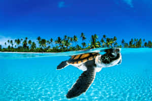 Cuteness Overload: A Baby Turtle Climbing Across The Beach Wallpaper