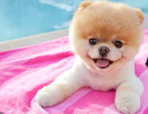 Cuteness Overload! Wallpaper