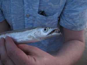 Cutlassfish Heldby Fisherman Wallpaper