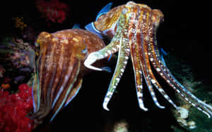 Cuttlefish_ Duo_ Underwater_ Scene Wallpaper