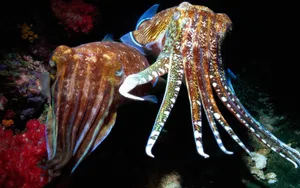 Cuttlefish_ Duo_ Underwater_ Scene Wallpaper
