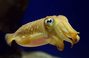 Cuttlefish Swimming Blue Background Wallpaper