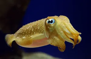 Cuttlefish Swimming Blue Background Wallpaper