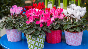 Cyclamen In Pots Wallpaper