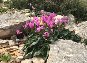 Cyclamen Repandum Species Wallpaper