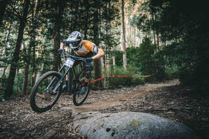 Cycling In Mountain Forest Wallpaper