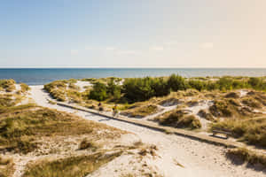 Cycling Through Halmstad Dunes Sweden Wallpaper