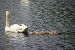 Cygnets Following Mother Bird Wallpaper