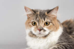 Cymric Cat Lounging On A Wood Surface Wallpaper