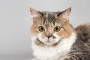 Cymric Cat Lounging On A Wood Surface Wallpaper