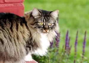 Cymric Cat Resting On A Wall Wallpaper