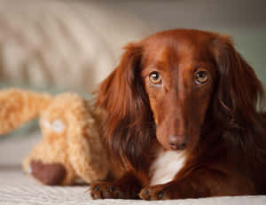 Dachshund Lying In Bed Wallpaper