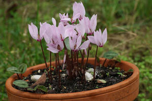 Dainty Cyclamen Cilicium Wallpaper