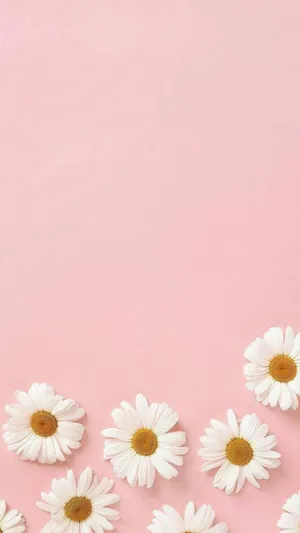 Daisies In Pink Pretty Aesthetic Wallpaper