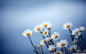 Daisies In The Field Against A Blue Sky Wallpaper