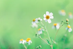 Daisies Nature Flower Wallpaper
